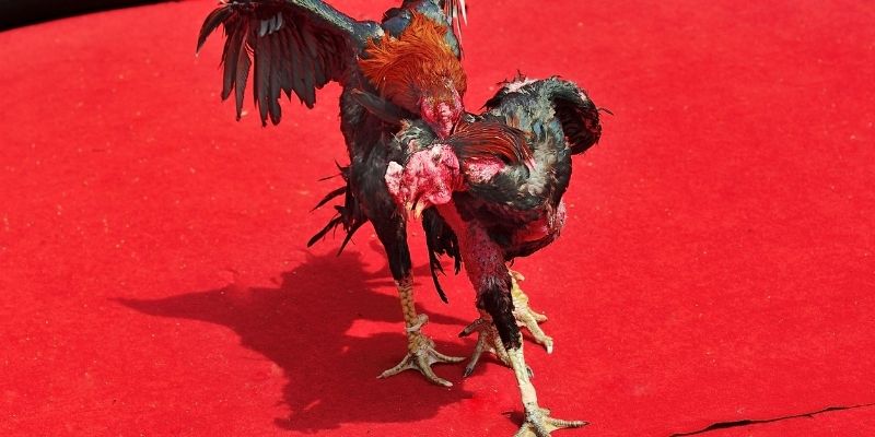 Đá gà Thomo 68WIN – Hội tụ những chiến kê huyền thoại