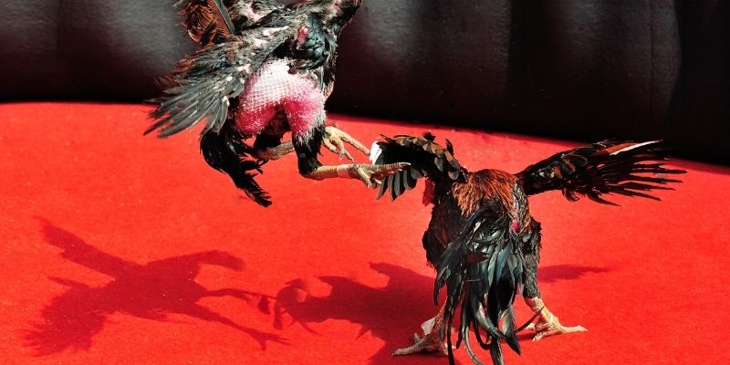 Những yếu tố giúp đá gà 68WIN thu hút đông đảo người tham gia