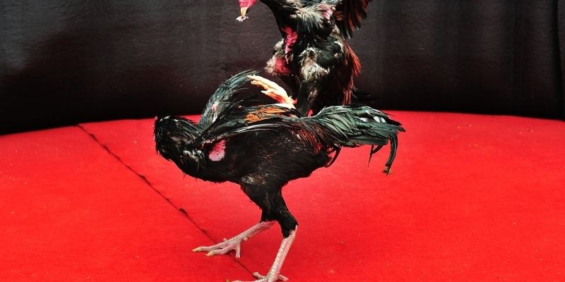 Khám Phá Các Thuật Ngữ Đá Gà Quan Trọng Để Trở Thành Cao Thủ