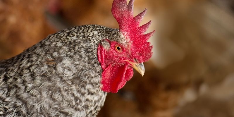 Mẹo chơi đá gà 68WIN giúp tối ưu lợi nhuận