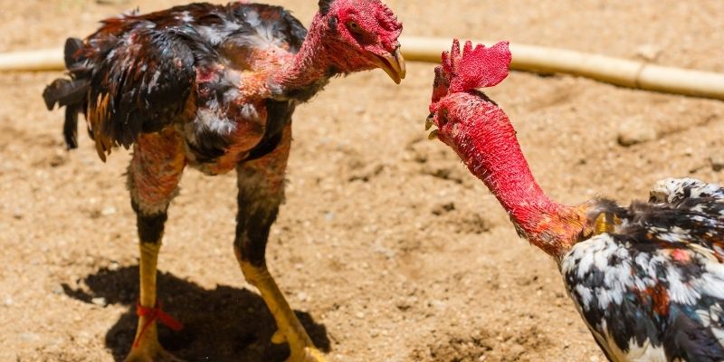 Các hình thức đá gà phổ biến tại 68WIN